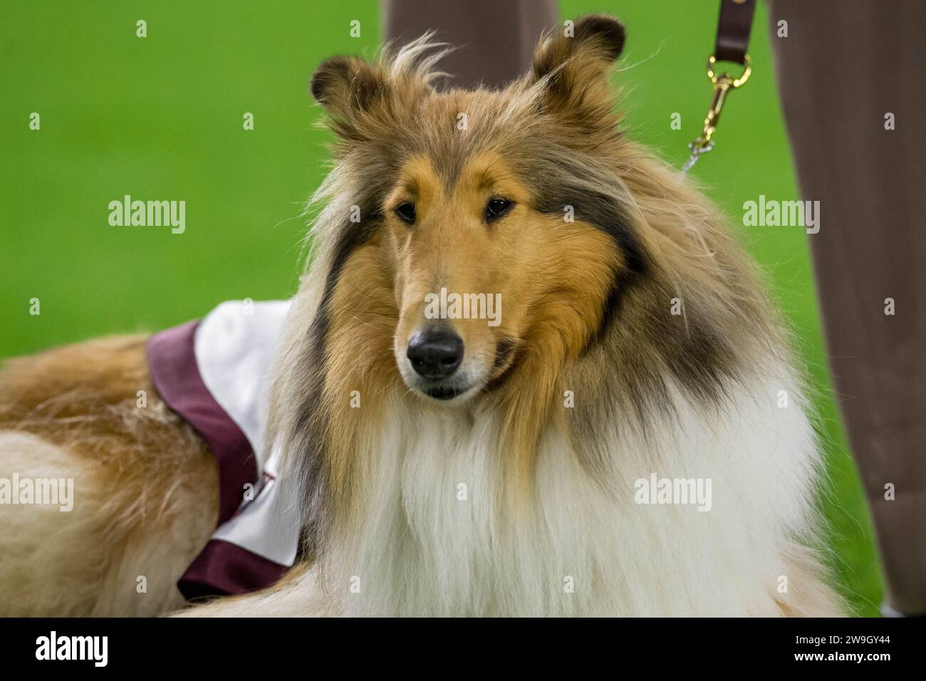 Houston, Texas, Stati Uniti. 27 dicembre 2023. La mascotte Texas A&M Aggies Reveille X si trova sul campo durante un timeout della partita di football NCAA del Tax Act Texas Bowl tra i Texas A&M Aggies e gli Oklahoma State Cowboys a Houston, Texas. Trask Smith/CSM/Alamy Live News Foto Stock