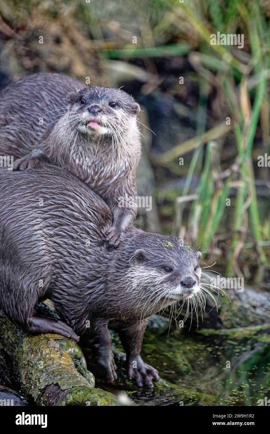 Coppia di lontre di Eurasion osservate nel sito di conservazione Wildlife and Wetland Trust di Slimbridge sulle rive del fiume Severn nel Gloucestershire Foto Stock