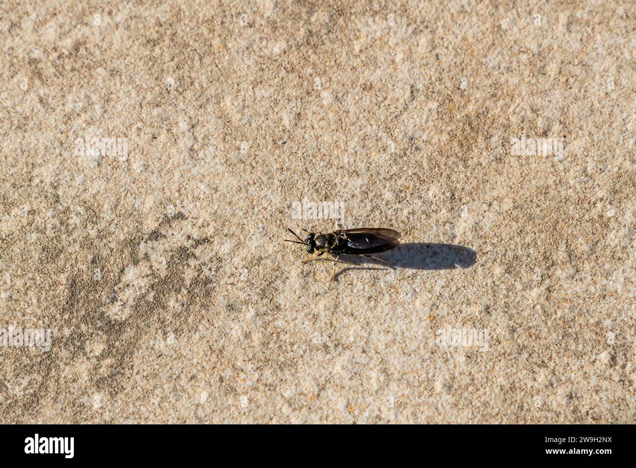 Una mosca soldato nera (Hermetia illucens) si posa su una superficie di pietra nel progetto di sostenibilità Xara Gardens vicino a Rabat, Malta. L'insetto innocuo manca di parti bucale funzionali da adulto e non morde né punge. Le sue larve scompongono i rifiuti organici in pochi giorni e producono mangimi ricchi di proteine, motivo per cui la specie è sempre più utilizzata nell'agricoltura sostenibile. Foto Stock