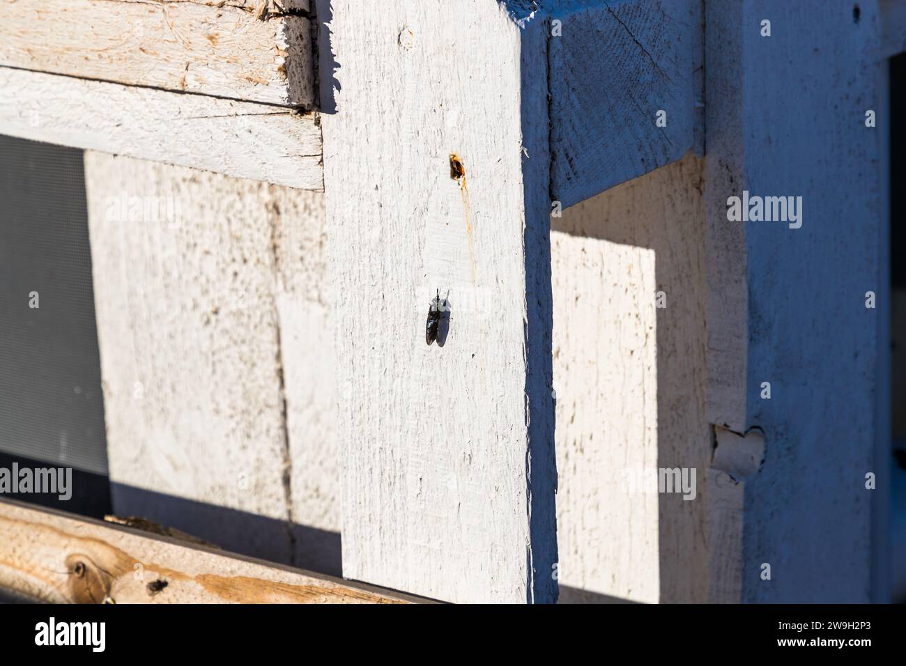 Black Soldier fly (Hermetia illucens) del giardiniere di sostenibilità di Xara Lodge a Rabat, Malta Foto Stock