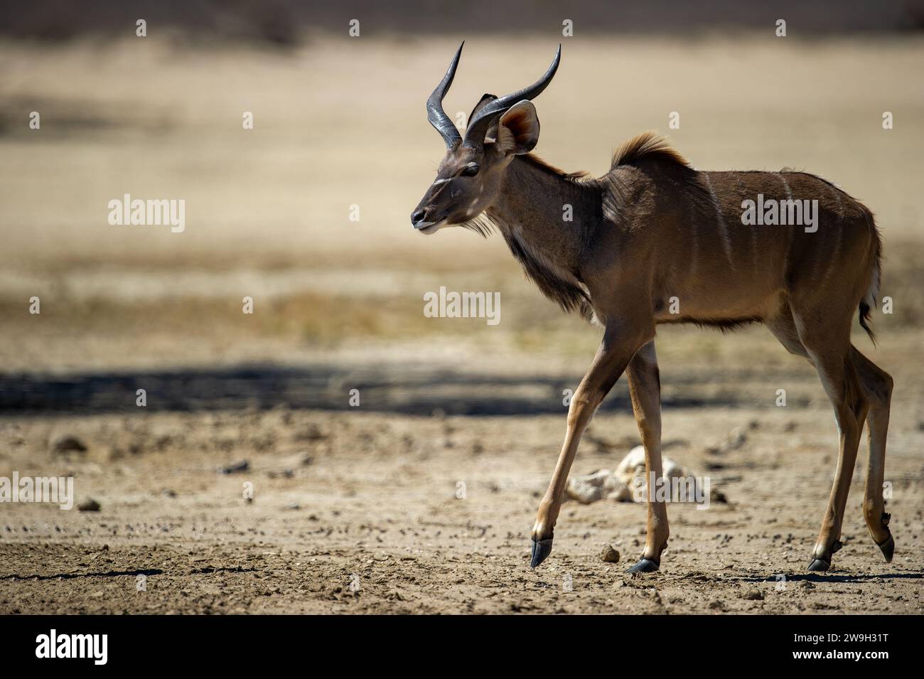 Kudu ( Tragelaphus strepsiceros) Parco transfrontaliero di Kgalagadi, Sudafrica Foto Stock