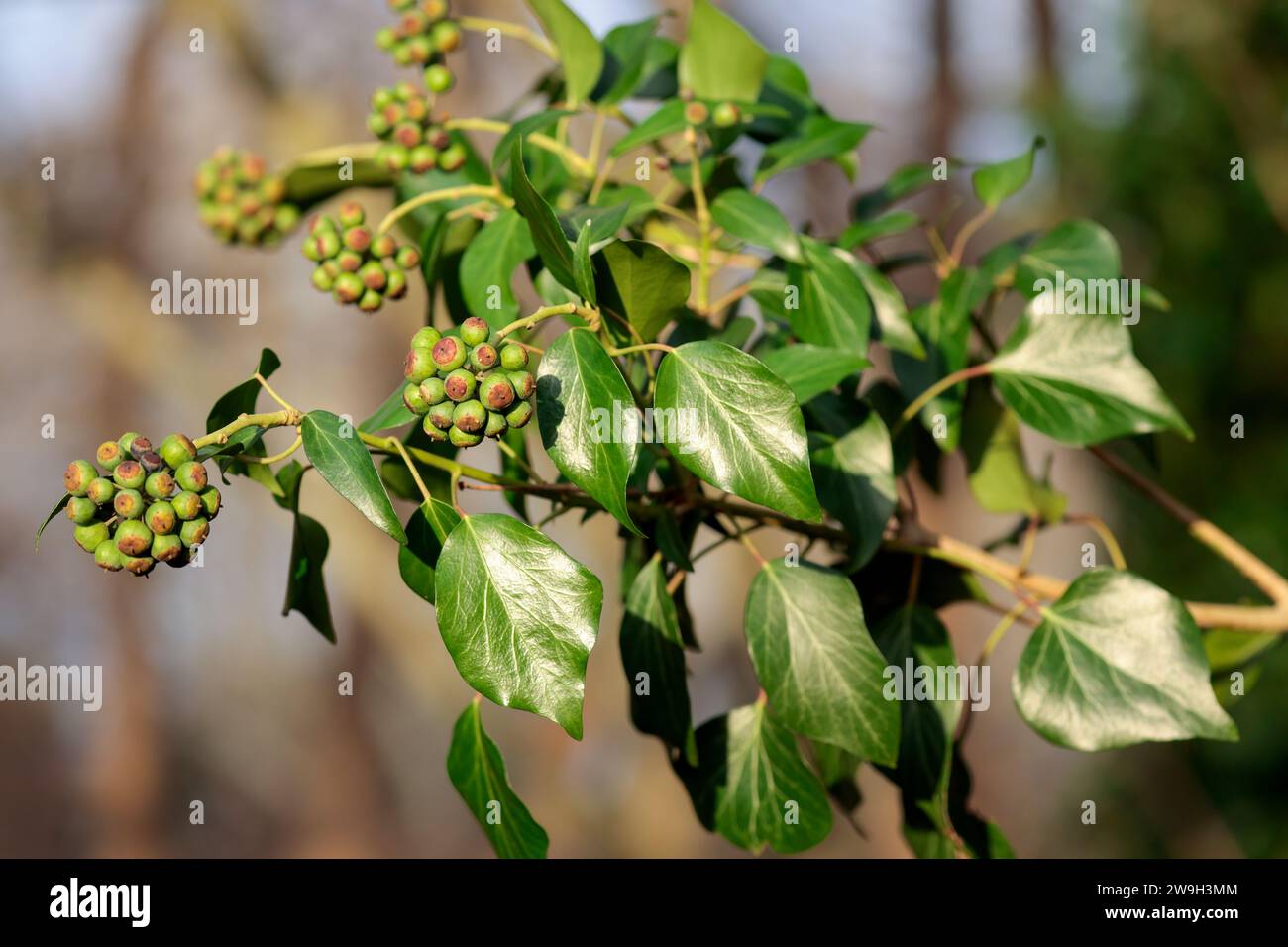 Edera Hedera helix, foglie verdi lucide bacche di stagione ideali per la fauna selvatica e gli uccelli in inverno sfere multiple di bacche in gruppi Foto Stock