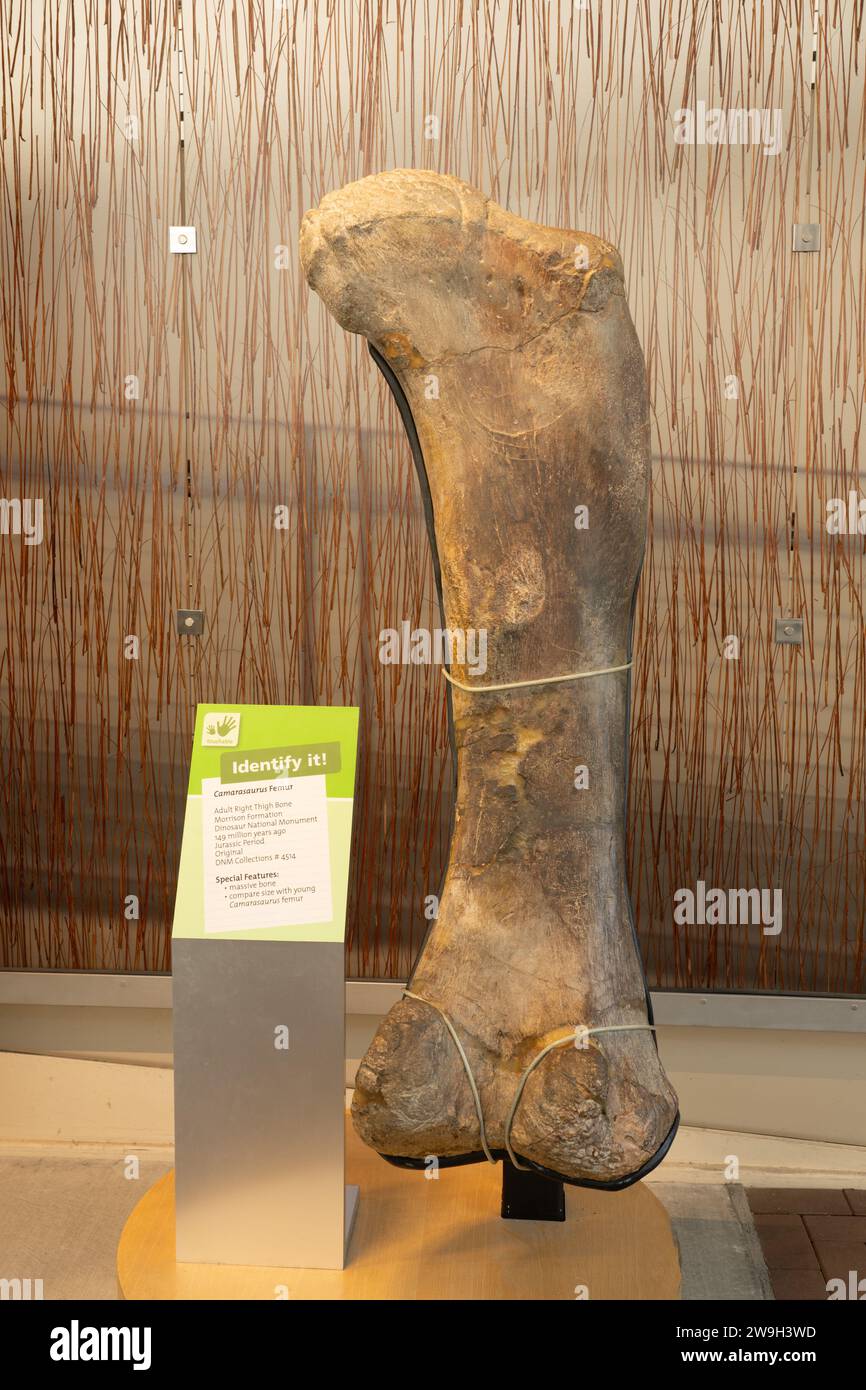 Femore fossilizzato di un dinosauro camarasaurus nella Quarry Exhibit Hall of Dinosaur National Monument nello Utah. Foto Stock