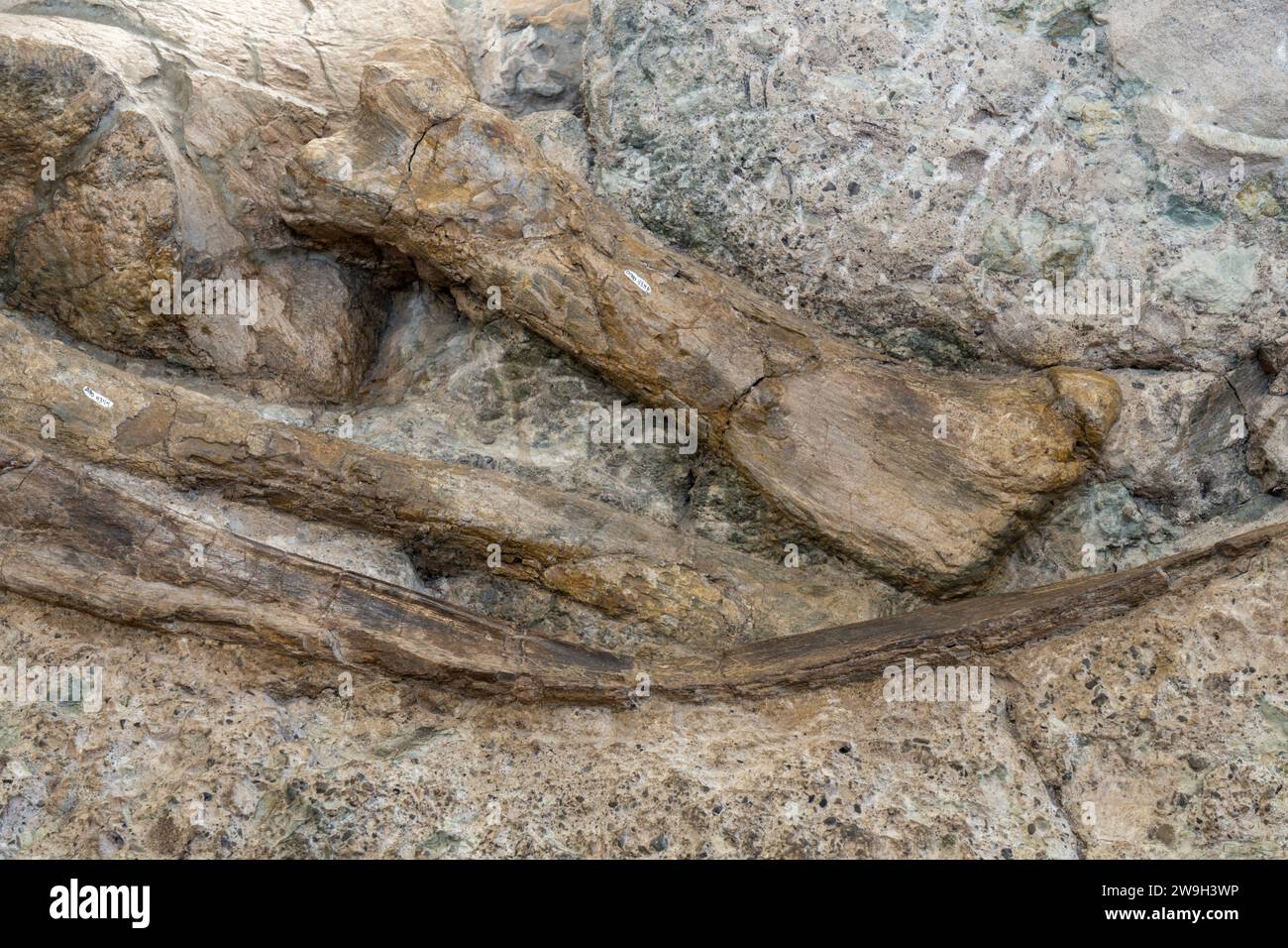 Grandi ossa di dinosauro parzialmente scavate sul Wall of Bones nella Quarry Exhibit Hall, Dinosaur National Monument, Utah. Foto Stock