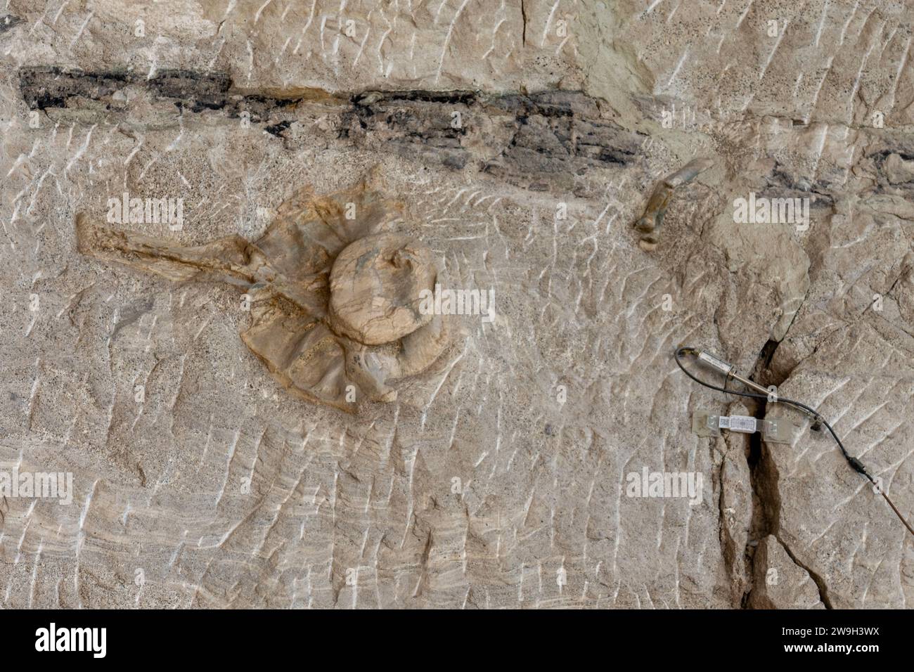 Ossa di dinosauro parzialmente scavate sul Wall of Bones nella Quarry Exhibit Hall, Dinosaur National Monument, Utah. Foto Stock