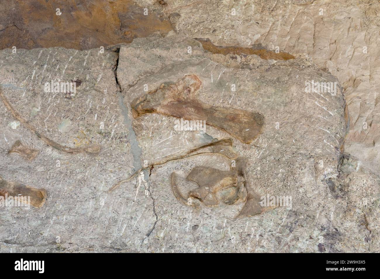 Ossa di dinosauro parzialmente scavate sul Wall of Bones nella Quarry Exhibit Hall, Dinosaur National Monument, Utah. Foto Stock