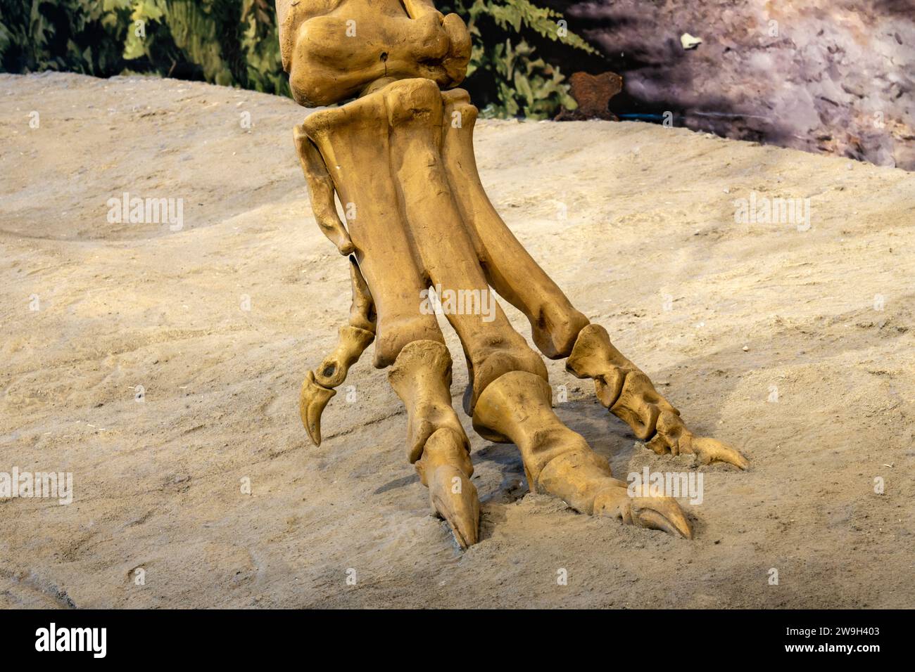 Dettaglio del piede artigliato di un Allosaurus fragilis nella Quarry Exhibit Hall al Dinosaur National Monument nello Utah. Foto Stock