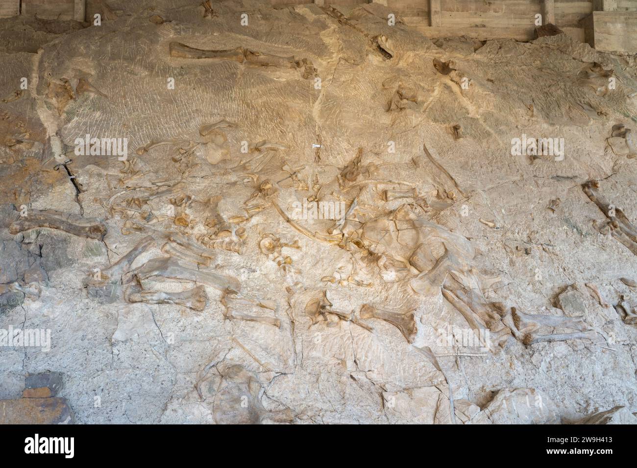 Ossa di dinosauro parzialmente scavate sul Wall of Bones nella Quarry Exhibit Hall, Dinosaur National Monument, Utah. Foto Stock