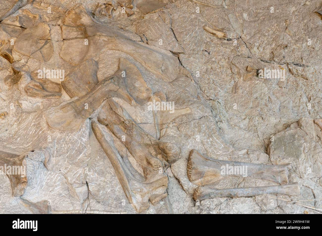 Ossa di dinosauro parzialmente scavate sul Wall of Bones nella Quarry Exhibit Hall, Dinosaur National Monument, Utah. Foto Stock