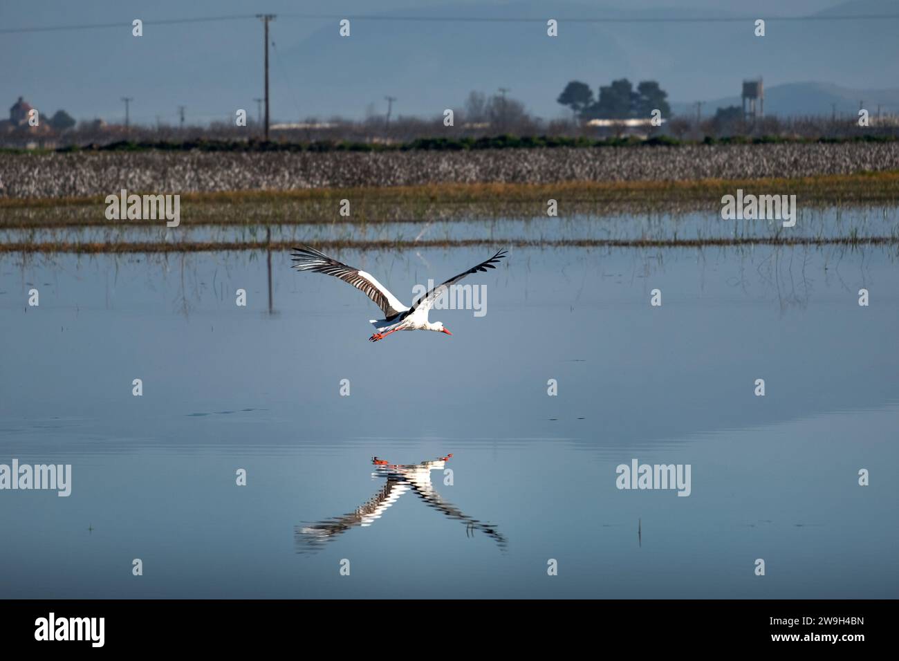 Una cicogna che vola sopra un lago con il suo riflesso nell'acqua Foto Stock