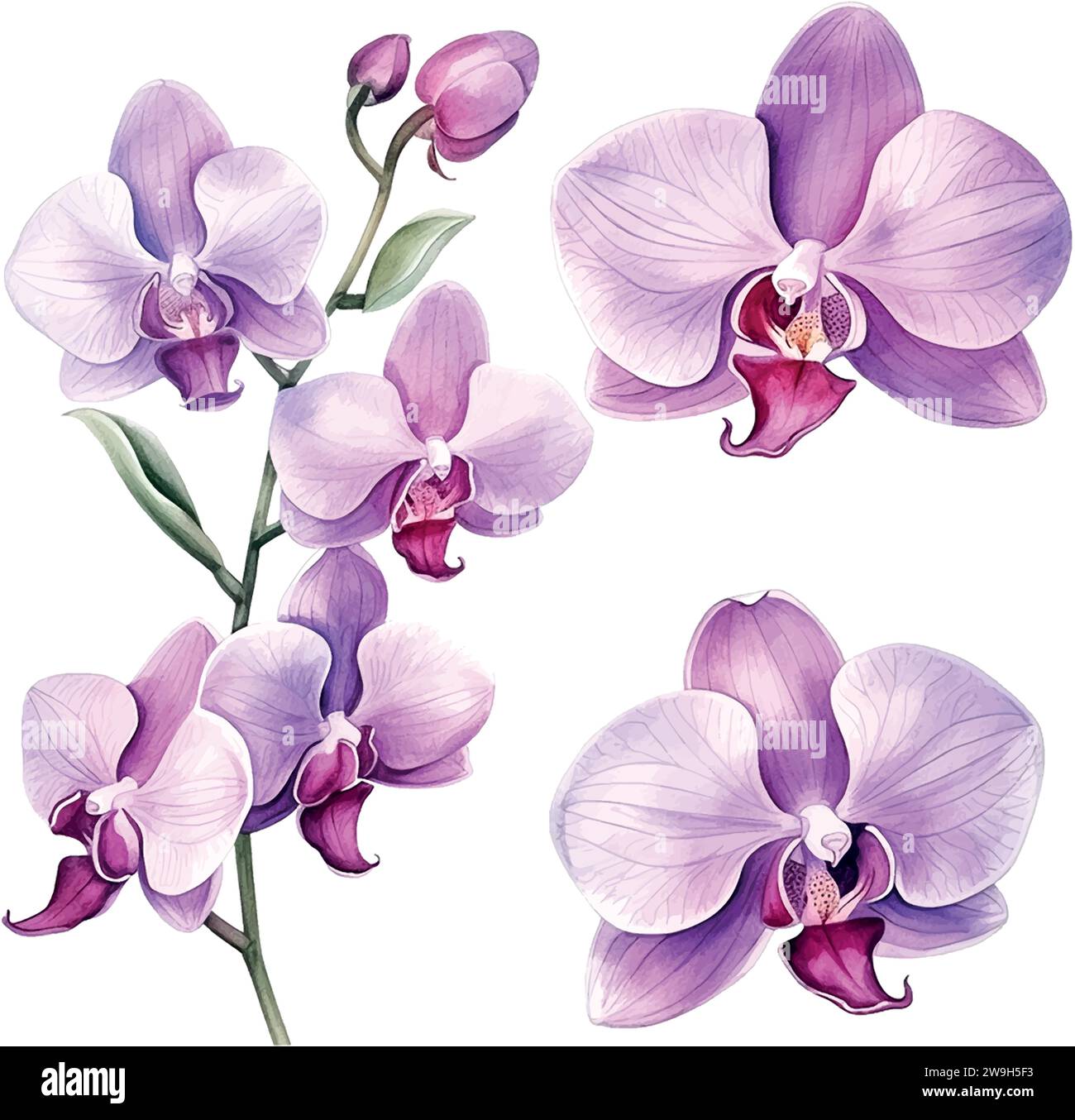 fiore, acquerello di orchidee fioritura botanica Illustrazione Vettoriale