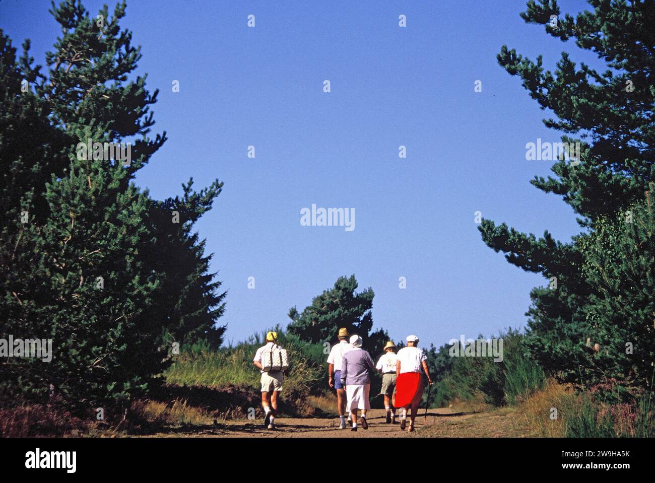 Uomini e donne che camminano nella foresta, Auvergne, Francia Foto Stock