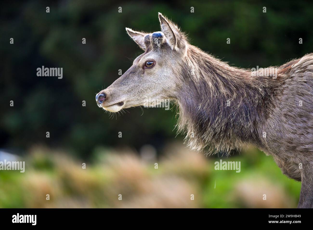 Profilo di Un giovane cervo rosso maschio con gemme di Antler al Kingshouse Hotel, Glencoe, Ballachulish, Scozia, Regno Unito, REGNO UNITO Foto Stock