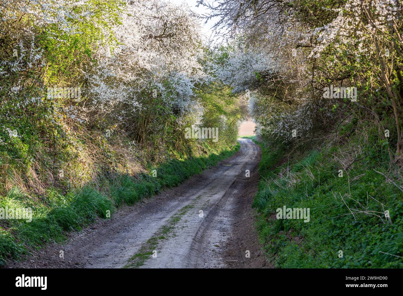 Strada sterrata sommersa fiancheggiata da vegetazione fiorita in una mattina primaverile Foto Stock