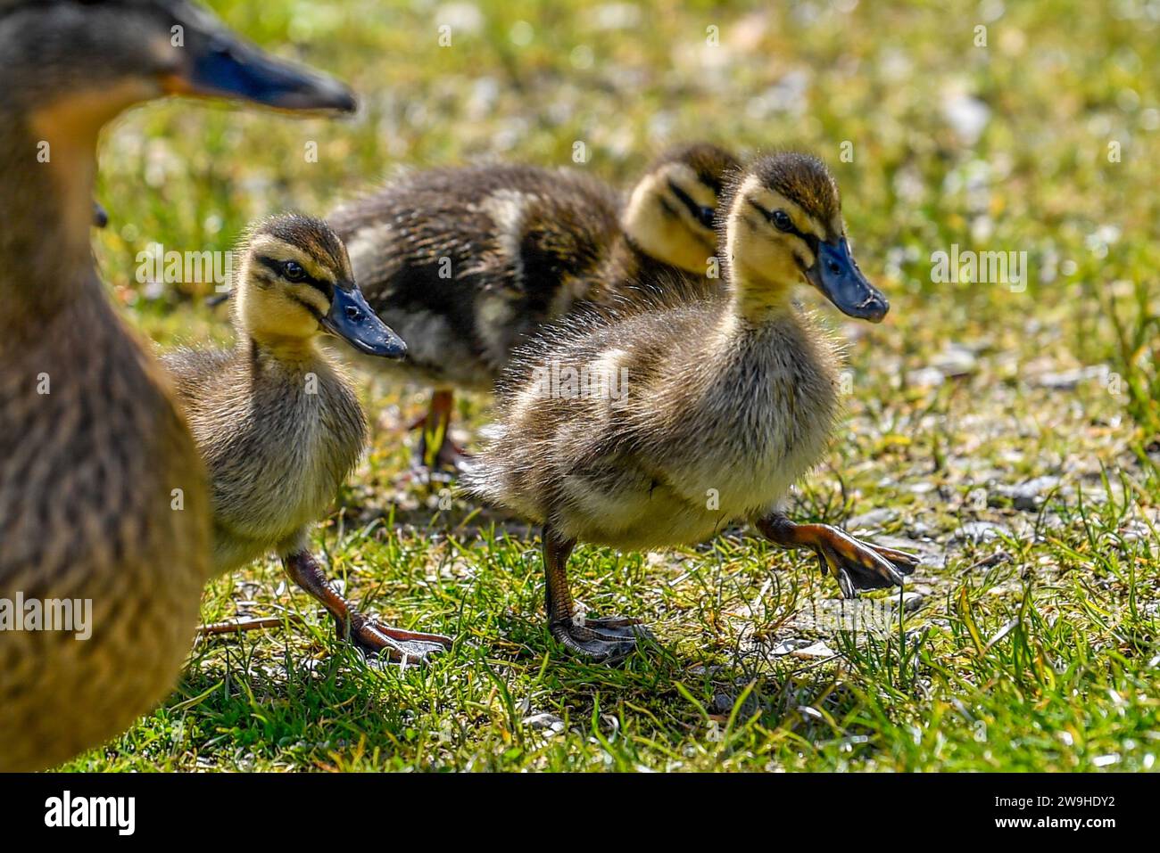Mallard Ducklings at Kingshouse Hotel, Glencoe, Ballachulish, Scozia, Regno Unito, REGNO UNITO Foto Stock