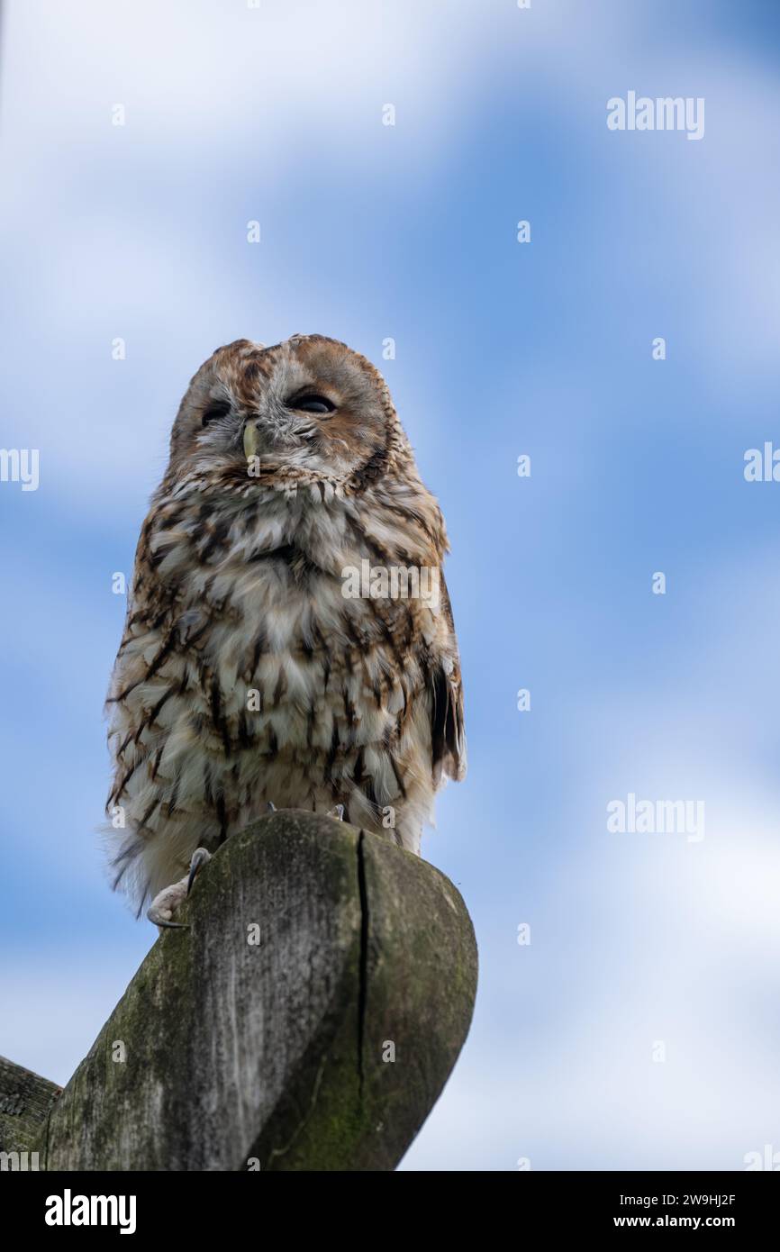 Captive Tawney Owl, Strix aluco, North Yorkshire, Regno Unito. Foto Stock