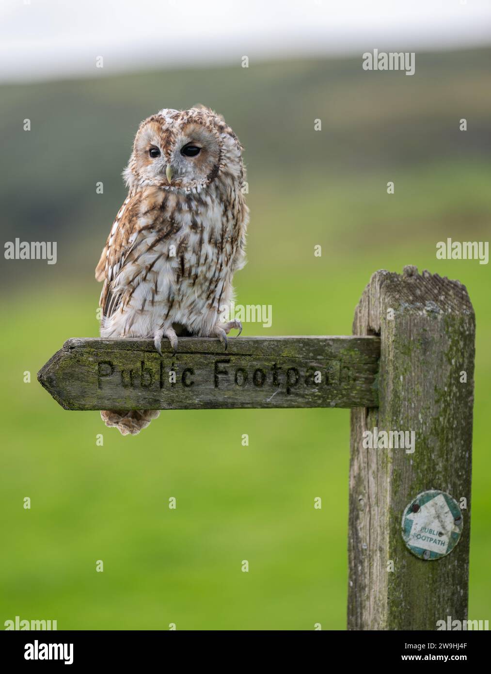 Captive Tawney Owl, Strix aluco, sedeva su un cartello pubblico. North Yorkshire, Regno Unito. Foto Stock