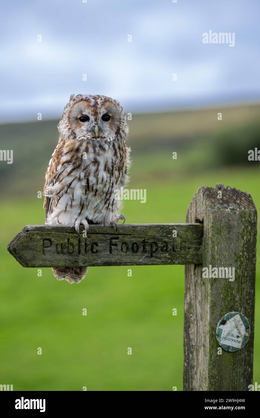 Captive Tawney Owl, Strix aluco, sedeva su un cartello pubblico. North Yorkshire, Regno Unito. Foto Stock