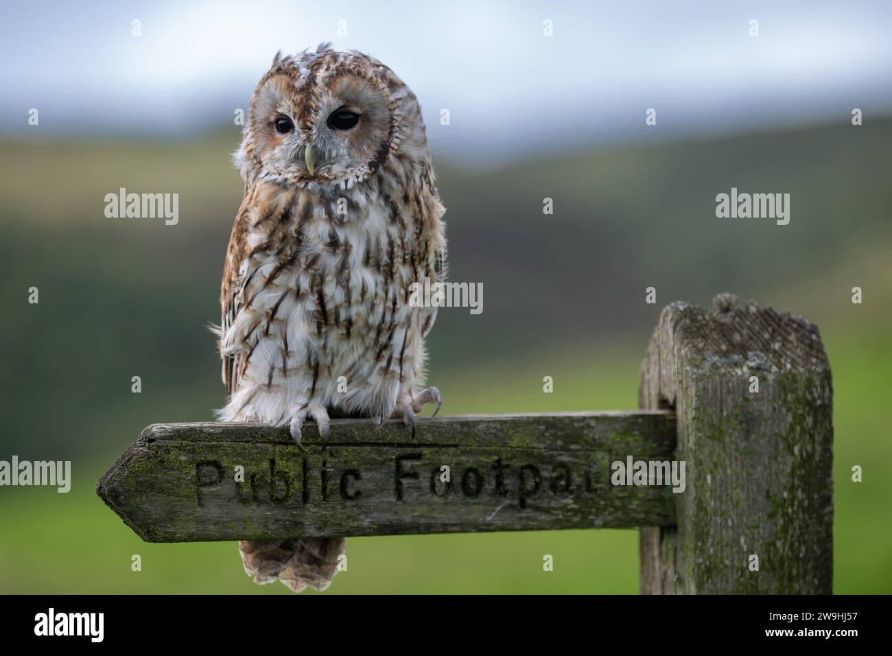 Captive Tawney Owl, Strix aluco, sedeva su un cartello pubblico. North Yorkshire, Regno Unito. Foto Stock