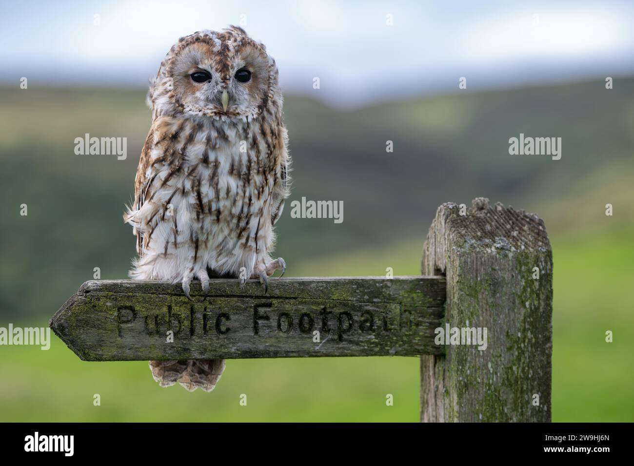 Captive Tawney Owl, Strix aluco, sedeva su un cartello pubblico. North Yorkshire, Regno Unito. Foto Stock