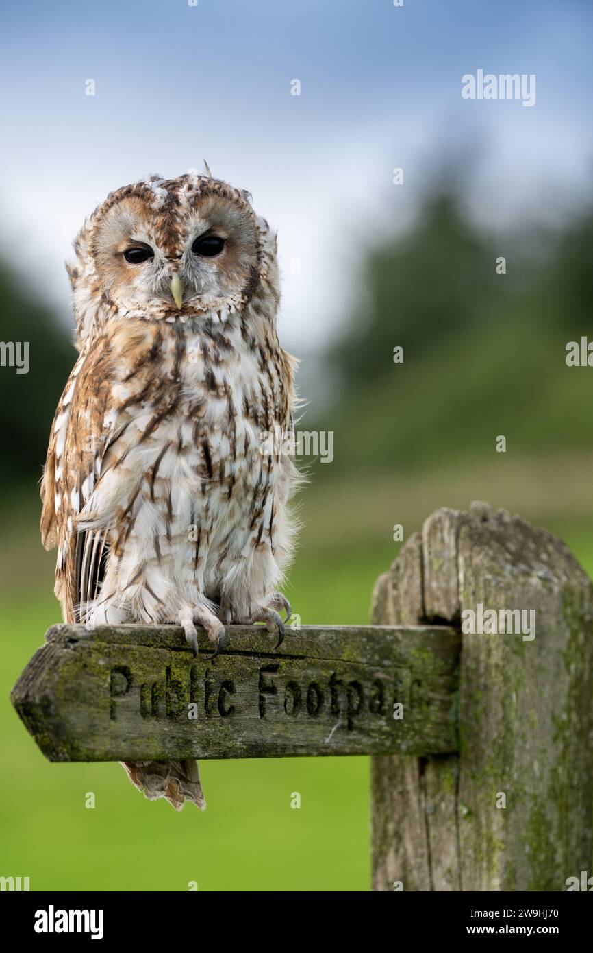 Captive Tawney Owl, Strix aluco, sedeva su un cartello pubblico. North Yorkshire, Regno Unito. Foto Stock