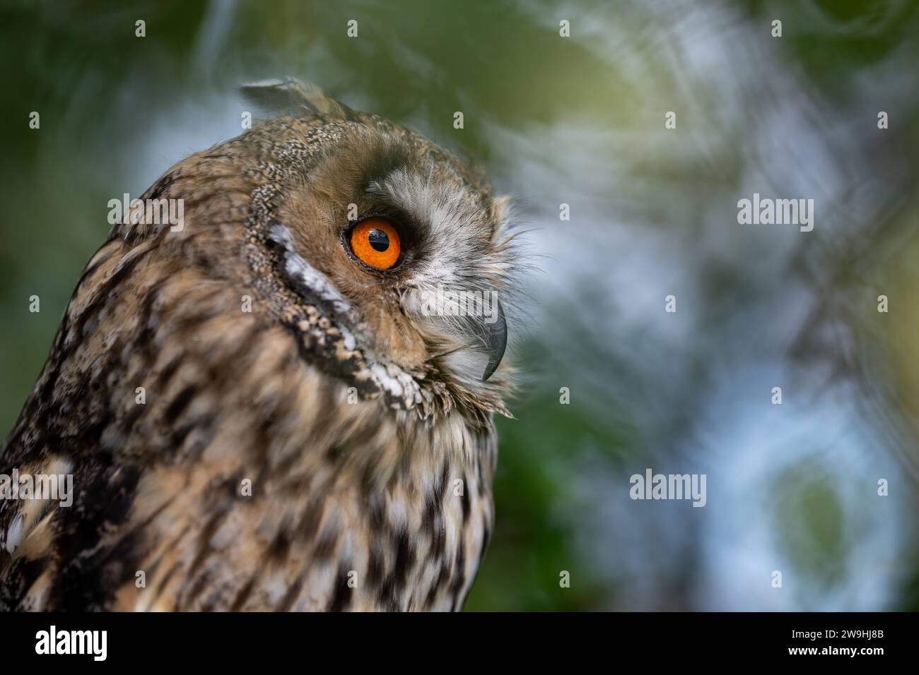 Un gufo prigioniero dalle orecchie lunghe, Asio otus, mimetizzato nel bosco durante il giorno. North Yorkshire, Regno Unito. Foto Stock