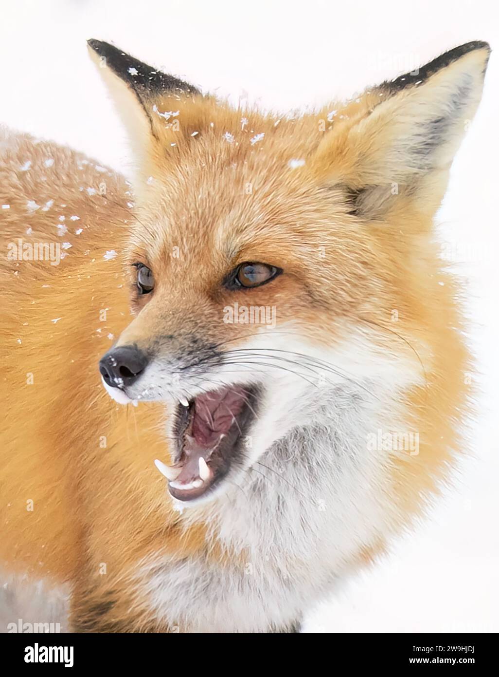 Volpe rossa con coda cespugliosa e pelliccia d'arancio a caccia della neve appena caduta in Canada Foto Stock
