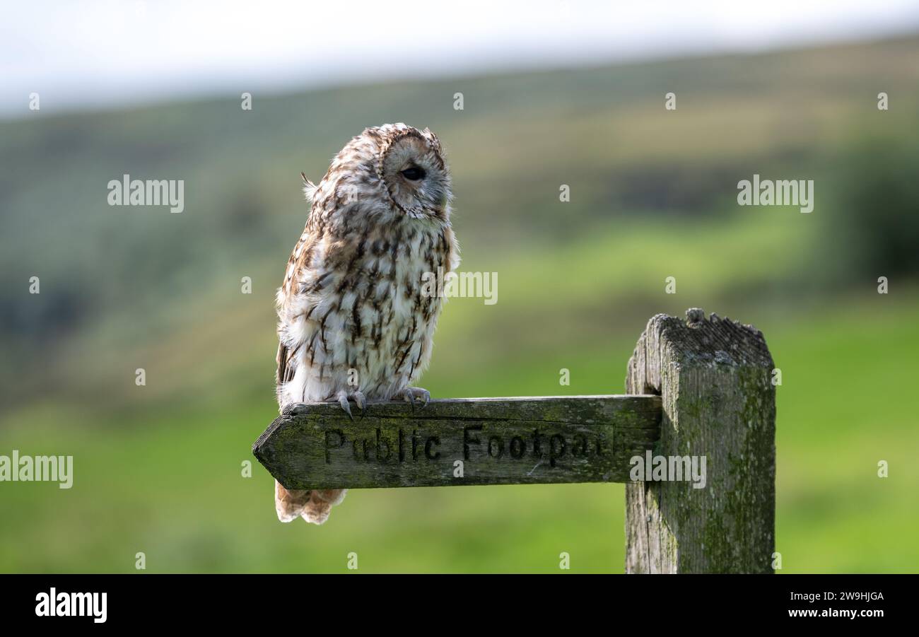 Captive Tawney Owl, Strix aluco, sedeva su un cartello pubblico. North Yorkshire, Regno Unito. Foto Stock