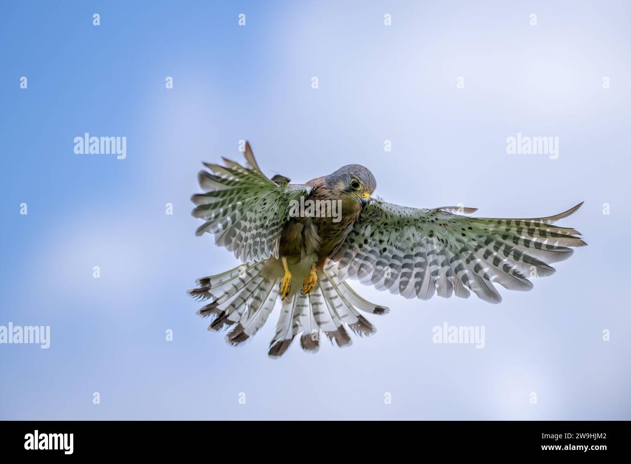 Kestrel maschio prigioniero, Falco tinnunculus, in volo. North Yorkshire, Regno Unito. Foto Stock