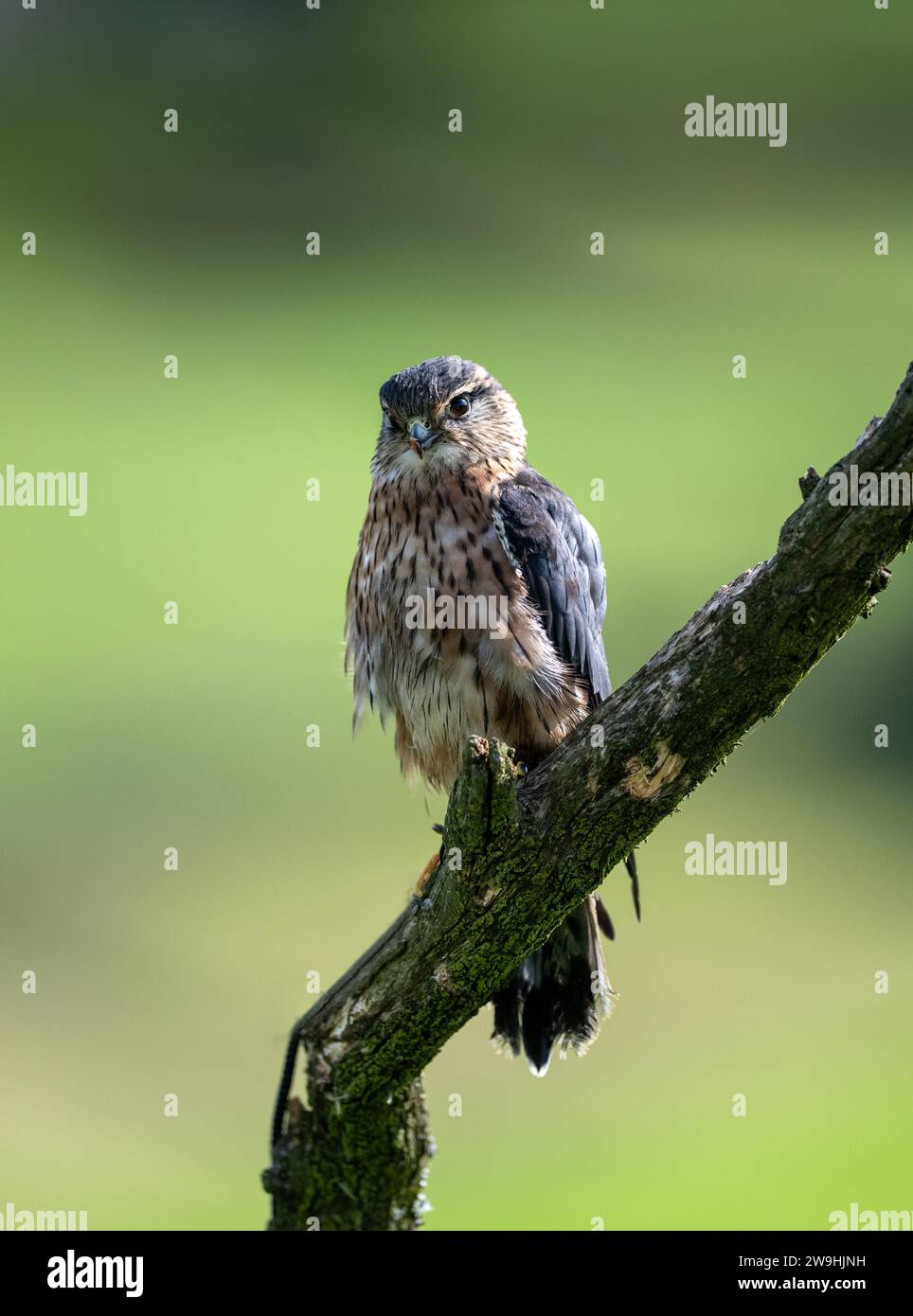 Maschio Merlino, Falco columbarius, un piccolo falco, arroccato sul ramo di un piccolo albero, a caccia. North Yorkshire, Regno Unito. Foto Stock