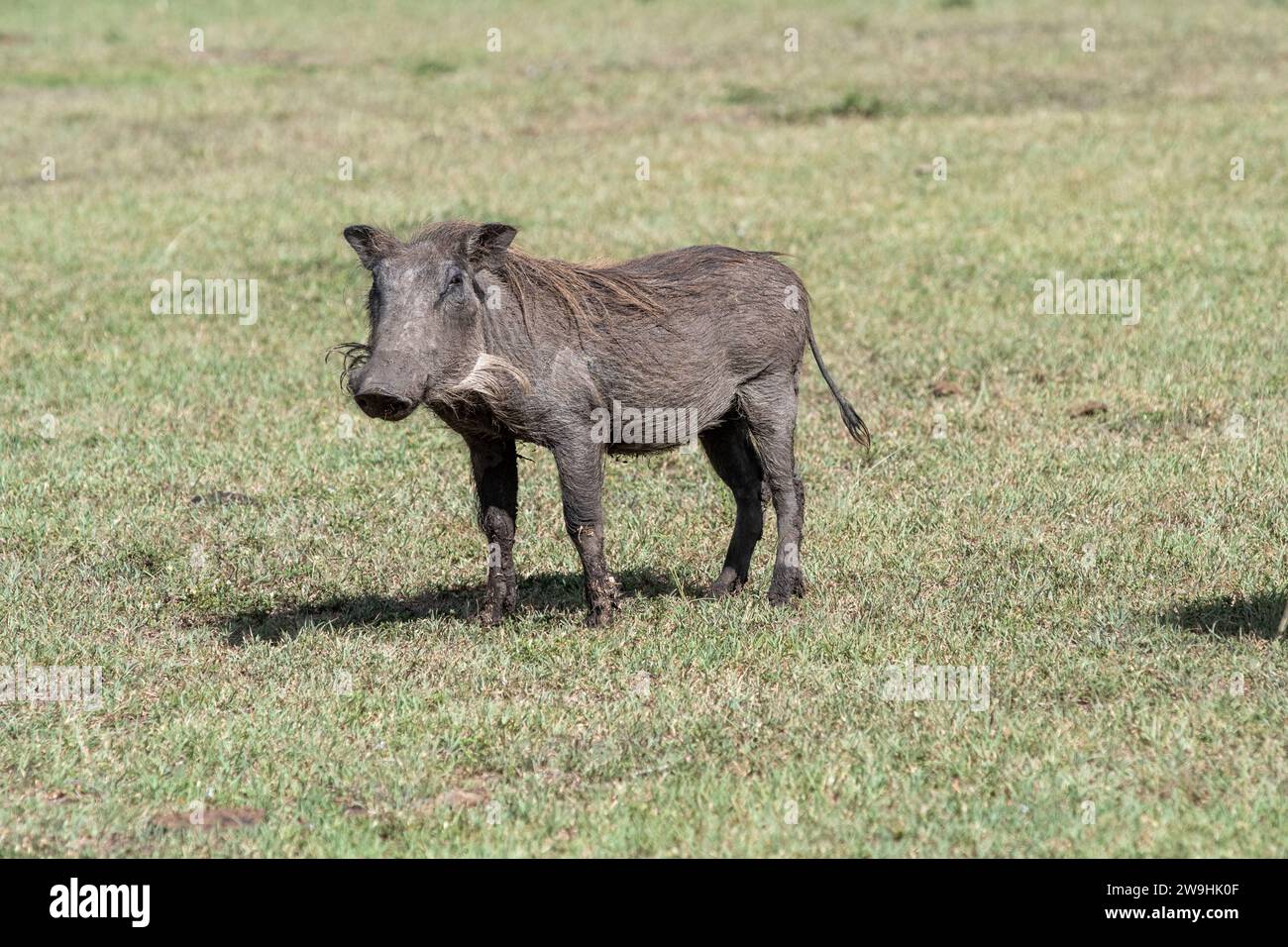 Warthog comune sull'erba Foto Stock
