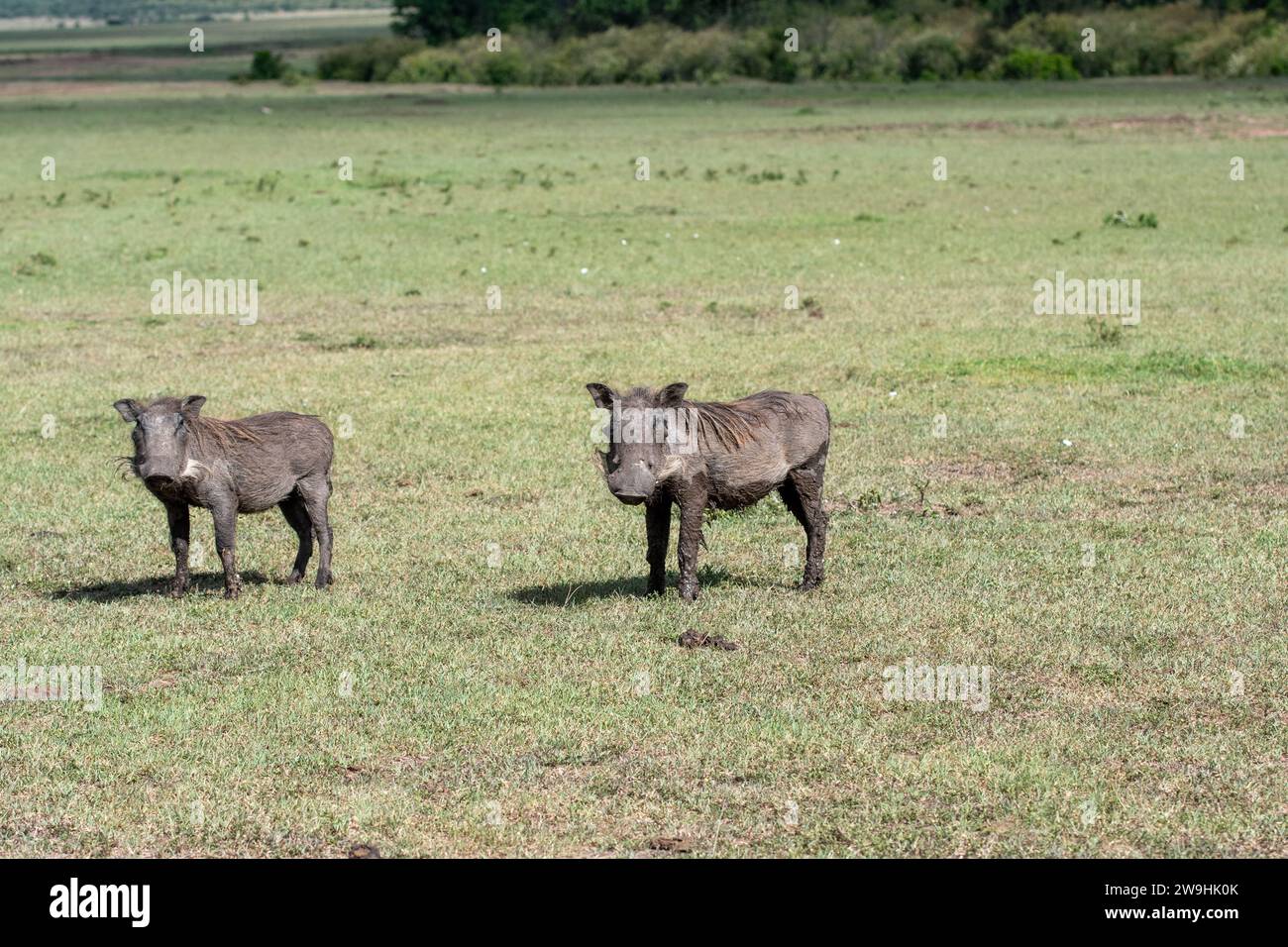 Coppia di fazzoletti comuni Foto Stock