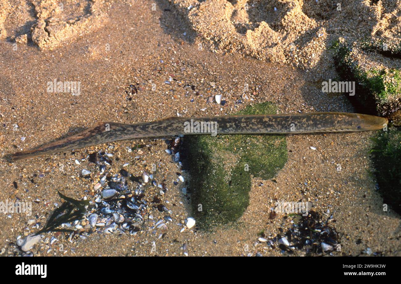 La lampreda marina (Petromyzon marinus) è un ciclostom parassita che vive nell'emisfero settentrionale. Questa foto è stata scattata nella costa della provincia di Pontevedra, in Galizia Foto Stock