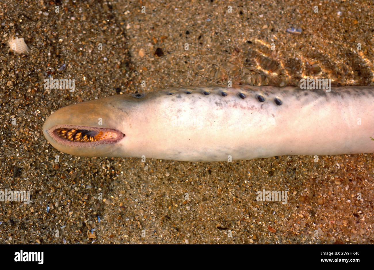 La lampreda marina (Petromyzon marinus) è un ciclostom parassita che vive nell'emisfero settentrionale. Dettagli bocca e branchiali. Questa foto è stata scattata a Ponte Foto Stock