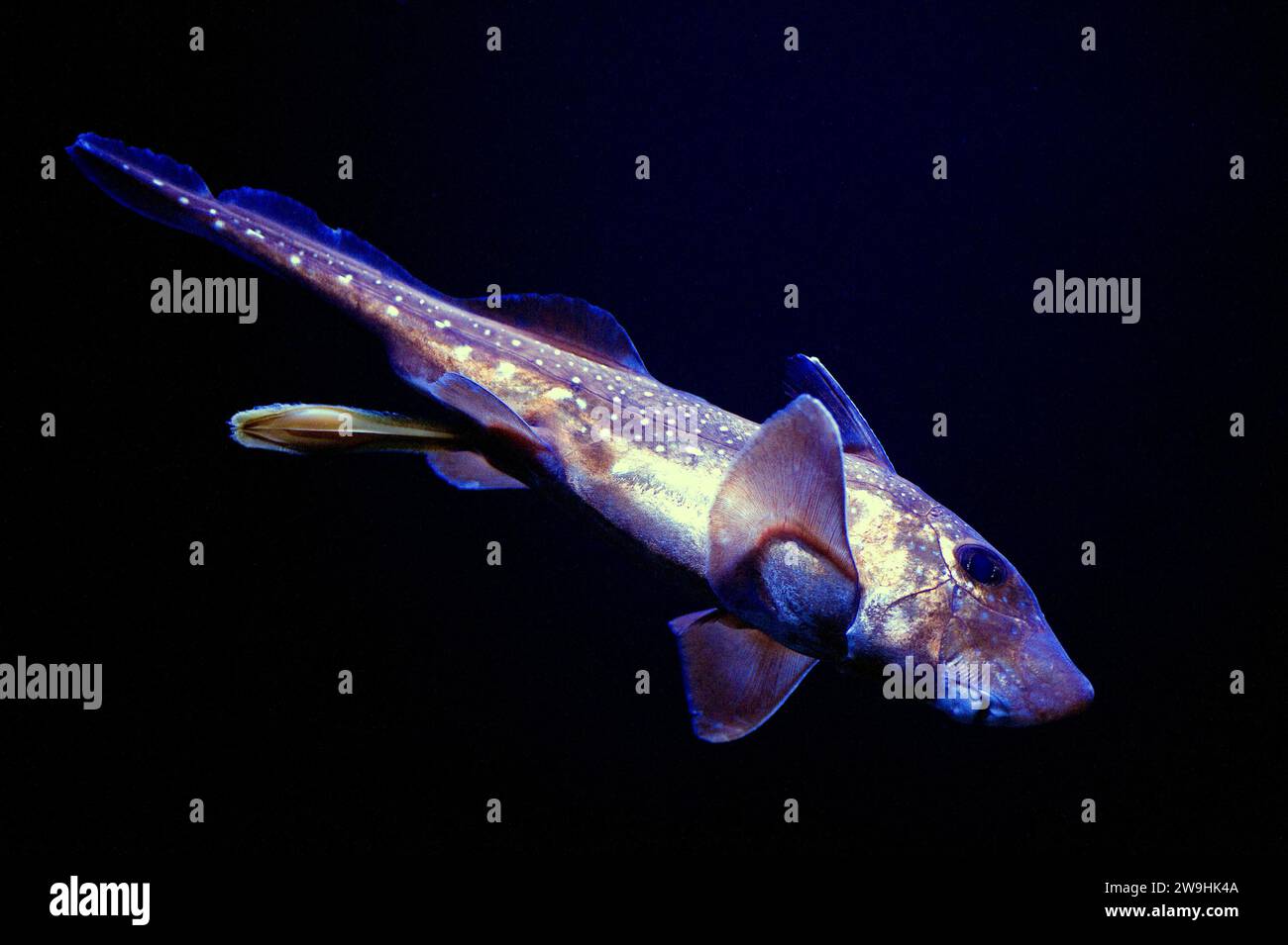 L'Hydrolagus colliei è un pesce cartilagineo originario dell'Oceano Pacifico nordoccidentale. Femmina con uovo. Foto Stock