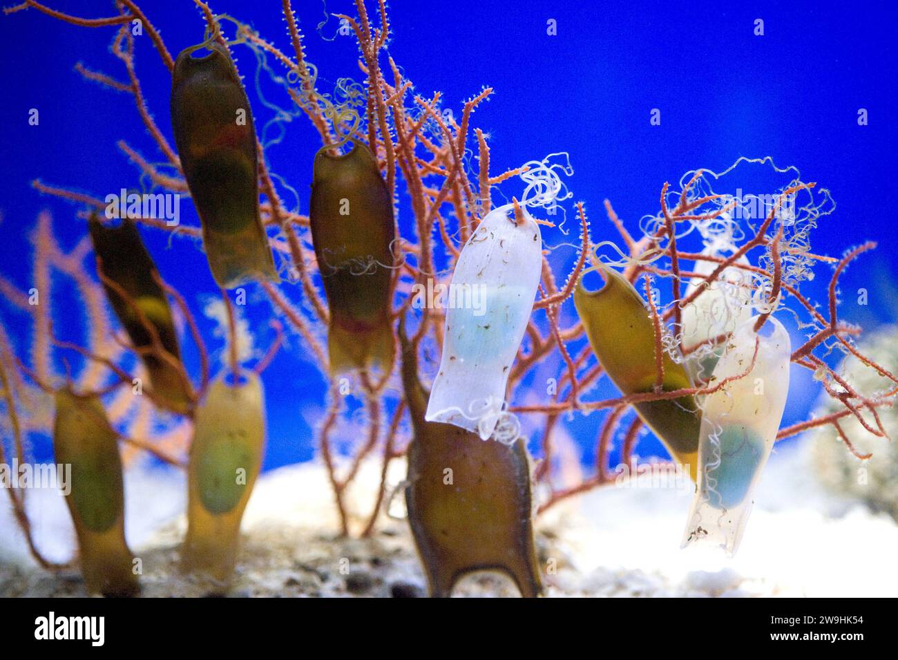 Lo squalo gatto (Scyliorhinus canicula) è un pesce cartilagineo originario del Mar Mediterraneo, delle coste atlantiche dell'Europa e dell'Africa settentrionale. Uovo Foto Stock