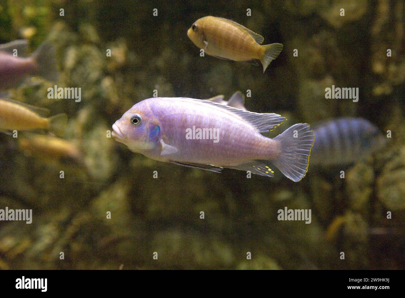 Il Cichlido condannato (Amatitlania nigrofasciata o Cichlasoma nigrofasciatum) è un pesce d'acqua dolce originario dell'America centrale. Foto Stock