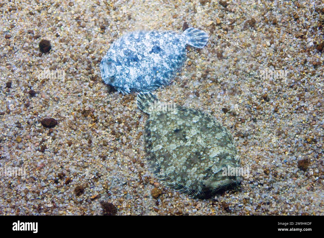 La passera dagli occhi larghi (Bothus podas) è un pesce marino bentico originario del Mar Mediterraneo e della costa atlantica dell'Africa. Foto Stock