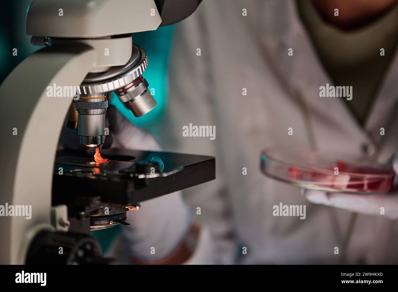 Primo piano dell'ingrandimento del microscopio, scienziato che mette un piccolo pezzo di carne sotto la lente Foto Stock