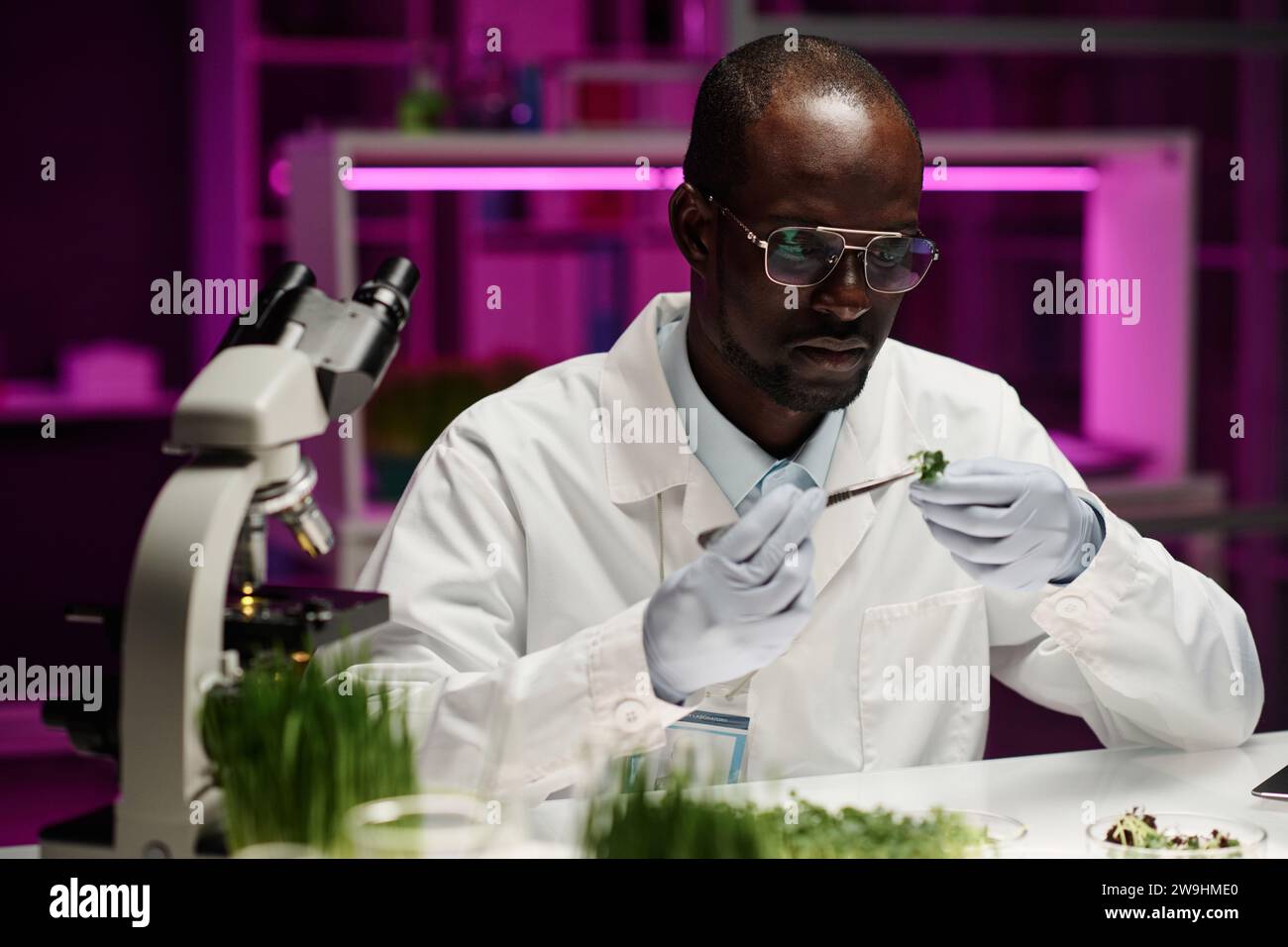 Ricercatore afroamericano che tiene la pianta germoglia in mano e la esamina attentamente Foto Stock