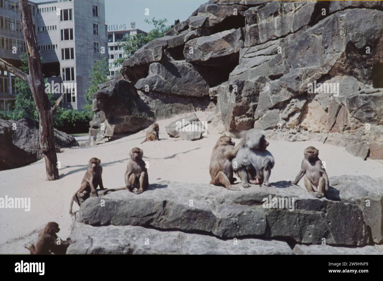 Zoo GER, 20230101, Aufnahme CA. 1960,Paviane *** Zoo GER,20230101, foto CA 1960,babbuini Foto Stock
