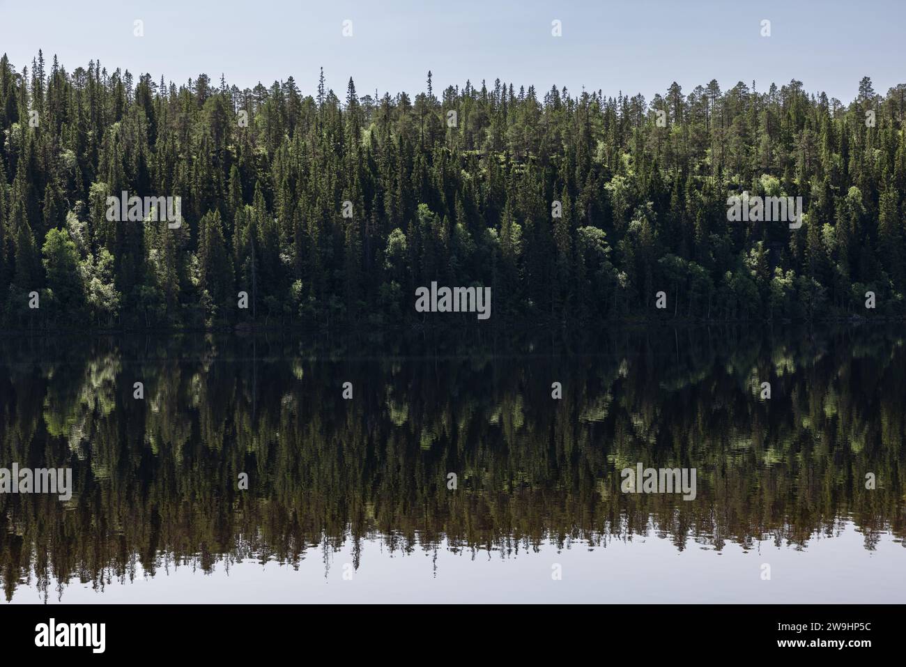 Lo splendore panoramico dell'estate a Snasavatnet, Steinkjer, Norvegia, caratterizzato da sponde boscose che si specchiano nelle acque tranquille e cristalline del lago Foto Stock