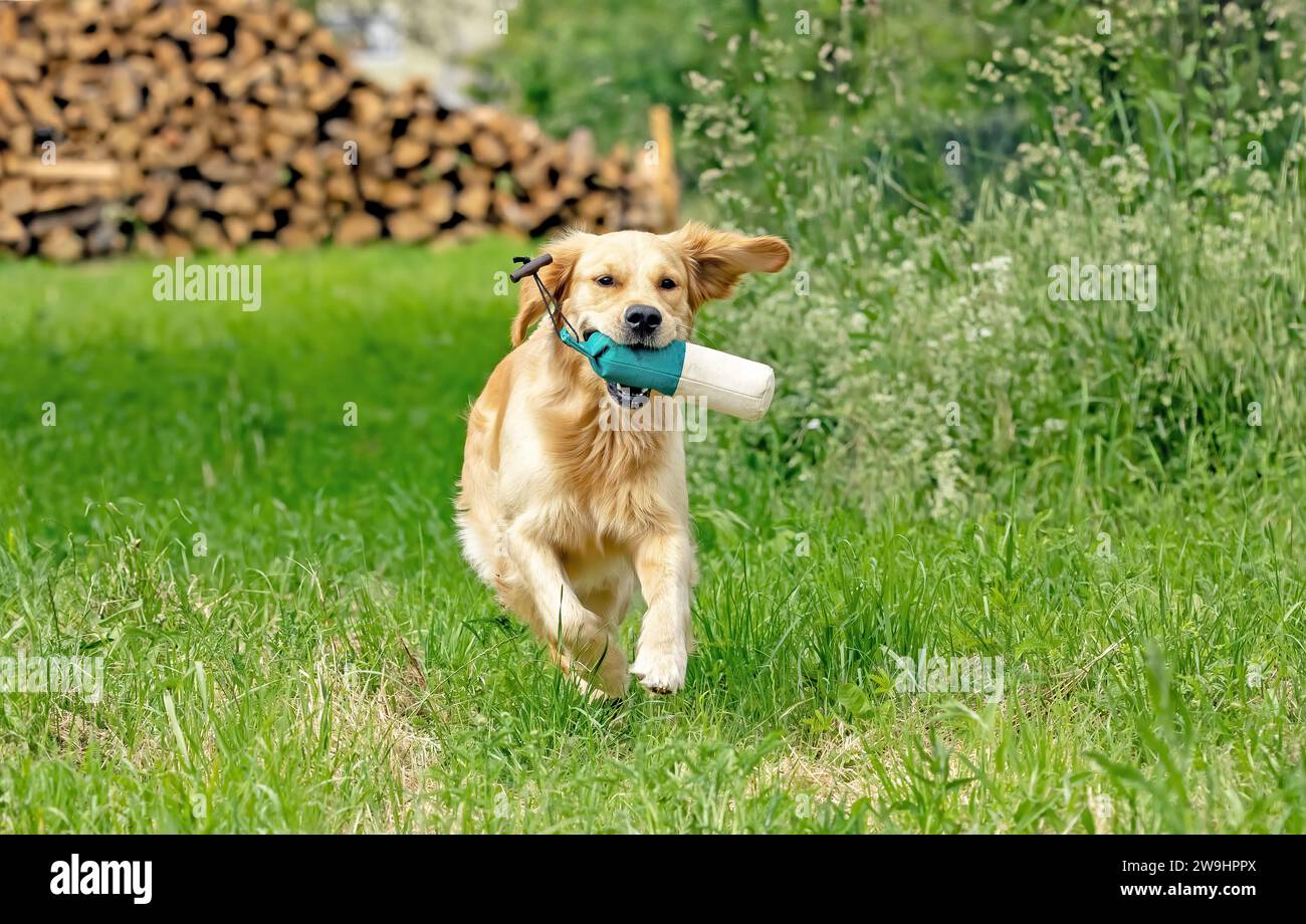 Bel cane Golden retriever che corre con un manichino in bocca Foto Stock