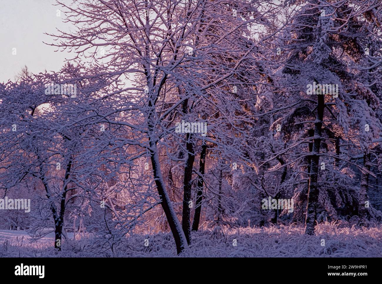 La luce rosa del sorgere del sole nella fredda aria invernale illumina i rami della foresta a luce diretta, DuPage County, Illinois Foto Stock
