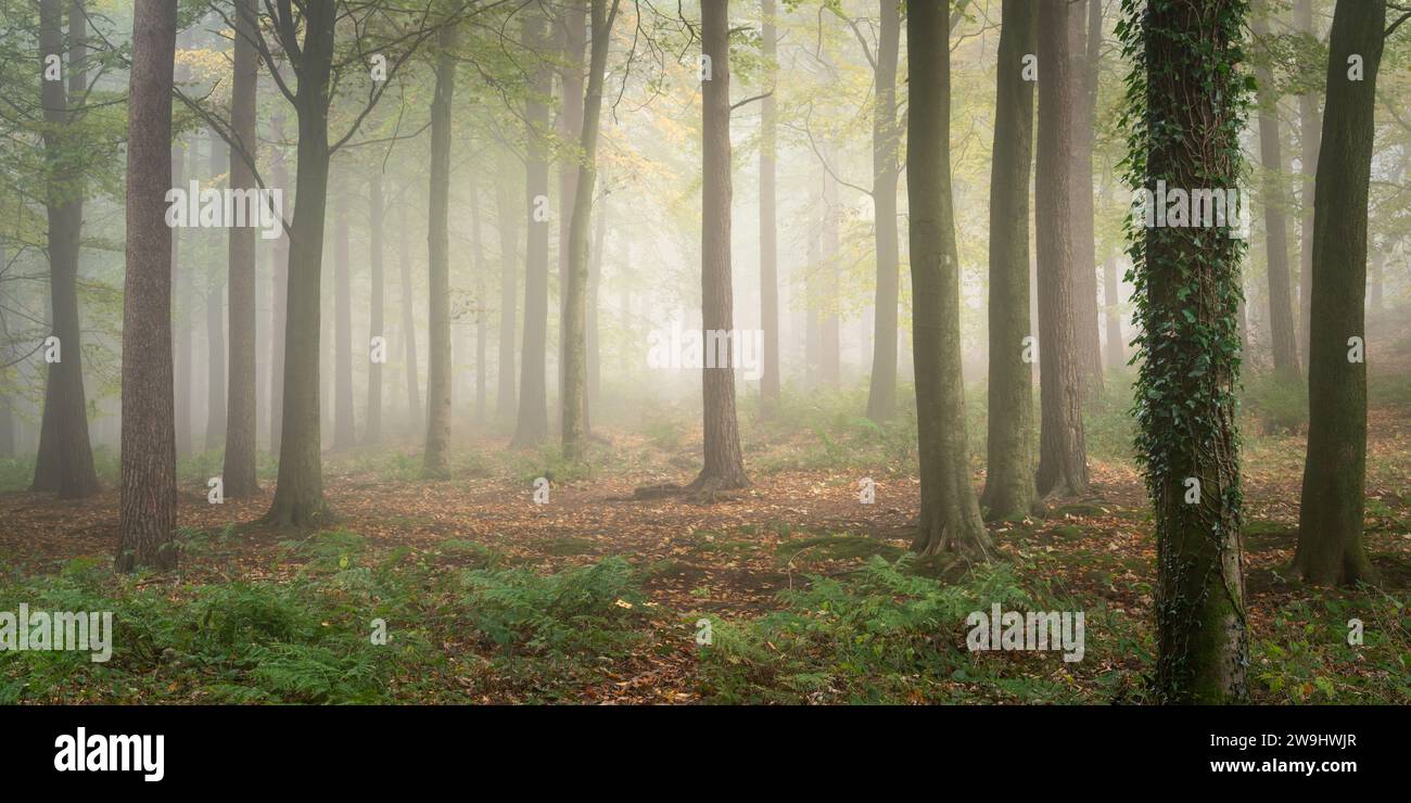 La fitta nebbia ricopre Chevin Forest Park, Otley, e ammorbidisce l'ambiente boschivo con gli ultimi resti di fogliame verde che si aggrappano alla fine di novembre. Foto Stock