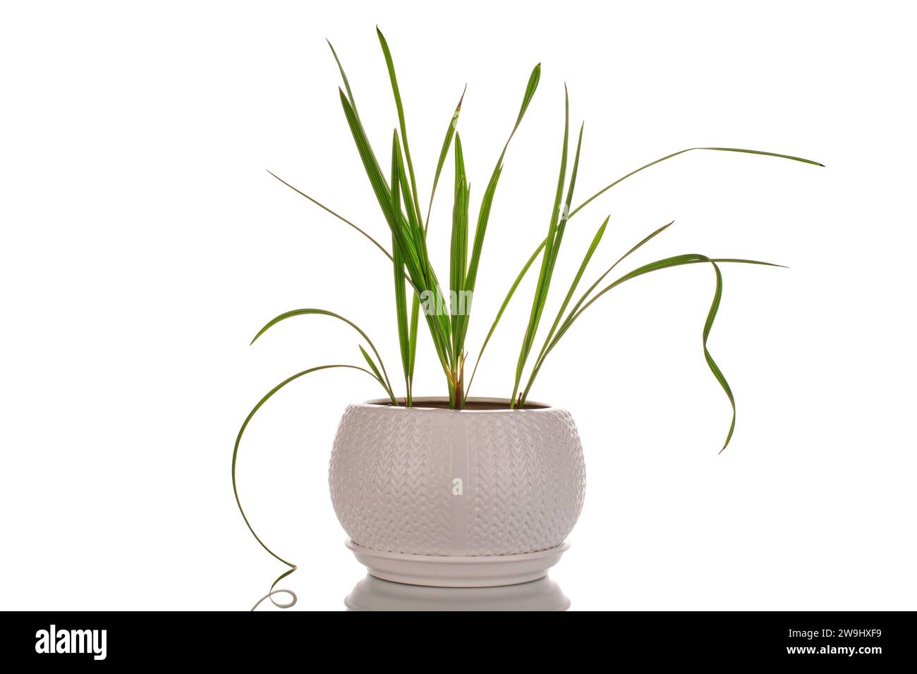 Piccoli germogli di palma da dattero in vaso di ceramica, macro, isolati su sfondo bianco. Foto Stock