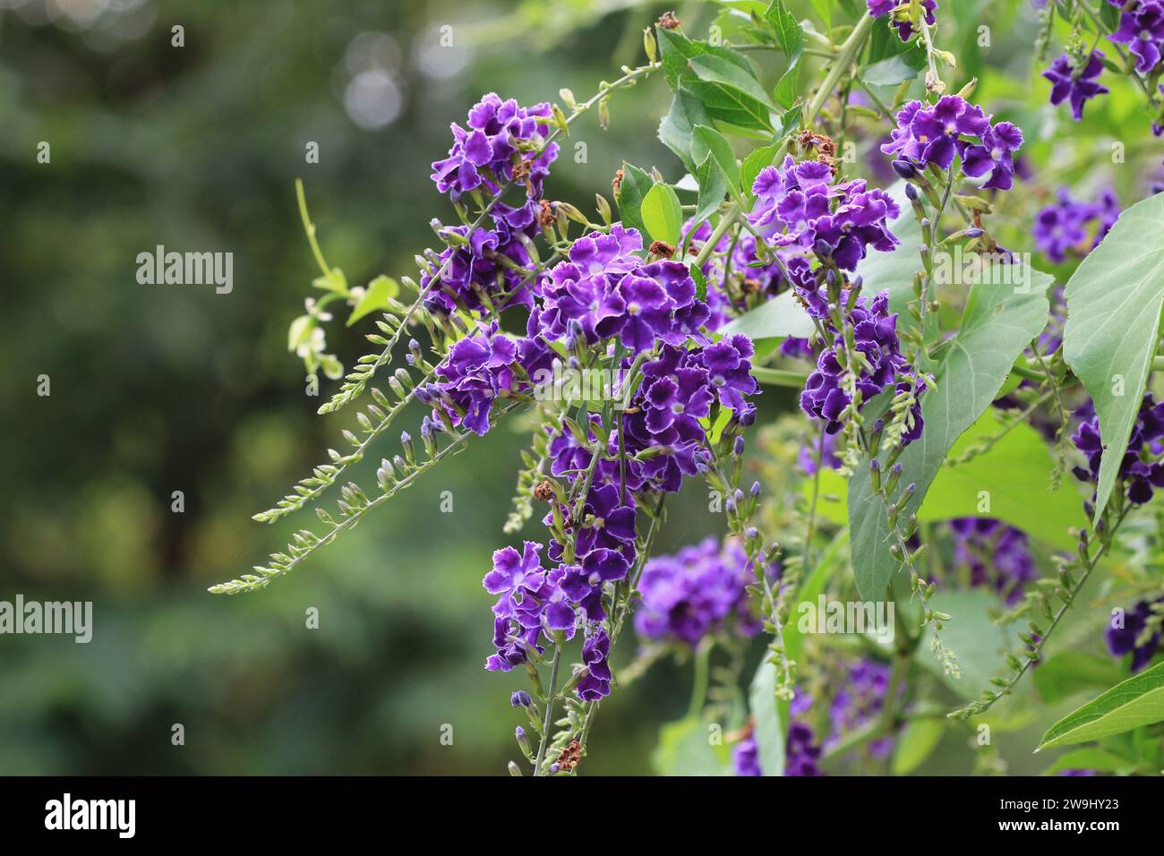 Gocce d'acqua dorate in pizzo o fiori di fiori e boccioli di fiori striscianti in pizzo Skyflower o Skyflower viola o Golden Dewdrop o Pigeon Berry in fiore nel giardino Foto Stock