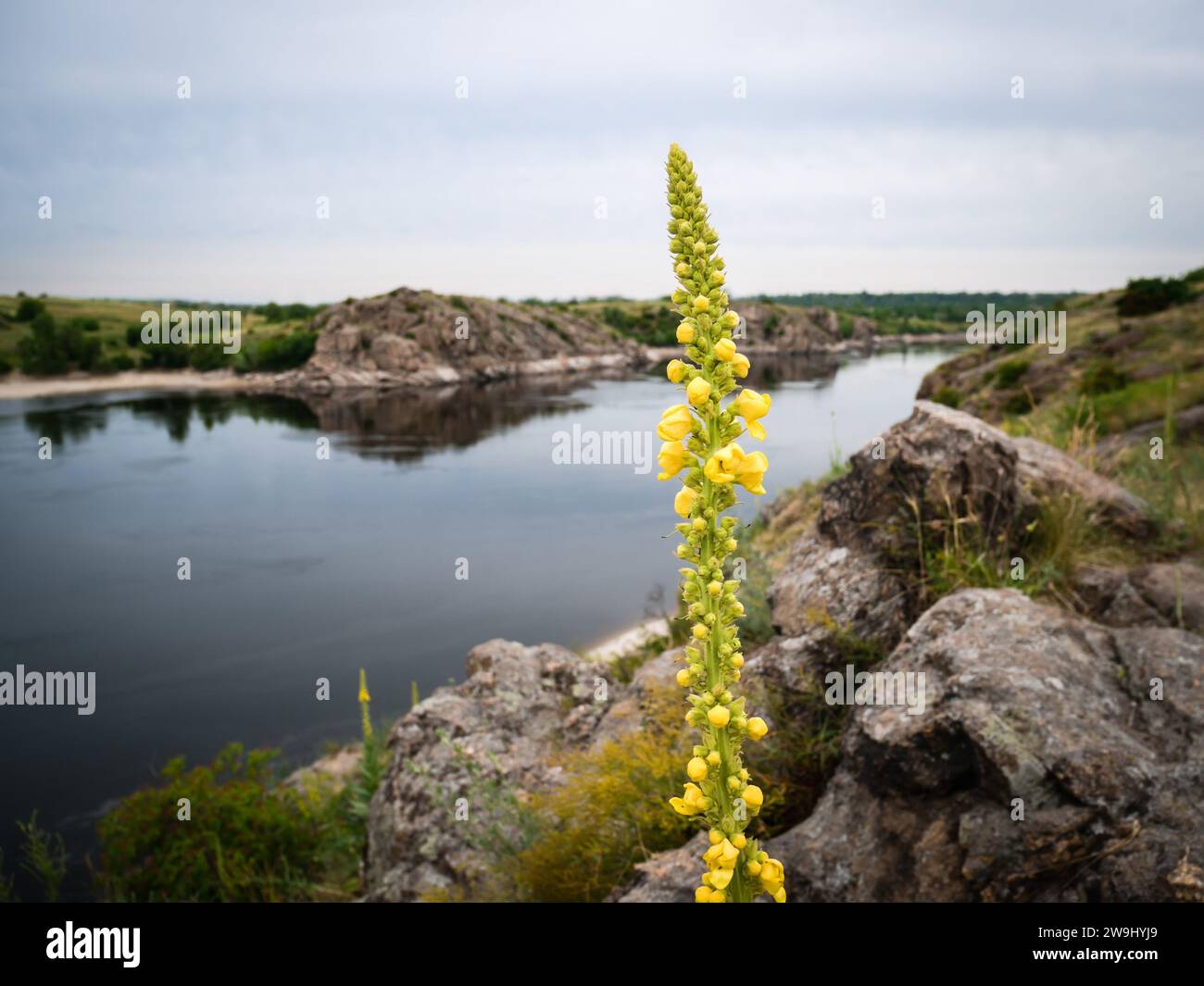 Il mullein comune (Verbascum thapsus) fiorisce tra le rocce dell'isola di Khortytsya sullo sfondo dell'ampio fiume Dnipro e del Rogoza roc Foto Stock