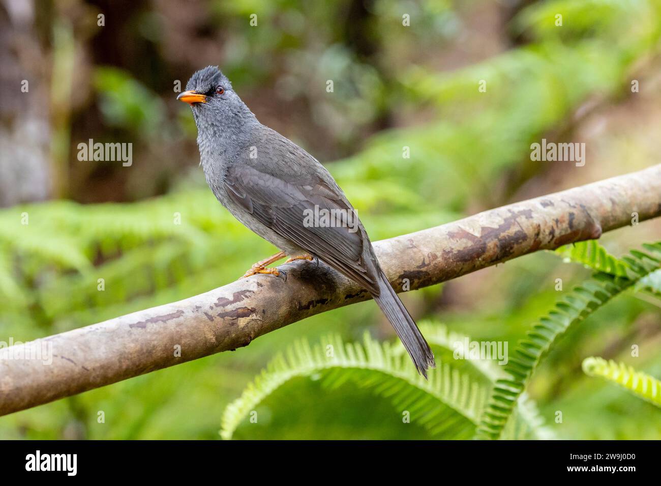 Mauritius Bulbul - Hypsipetes olivaceus - Pycnonotidae - uccello adulto arroccato nel Parco Nazionale della Gola del fiume Nero a Mauritius Foto Stock