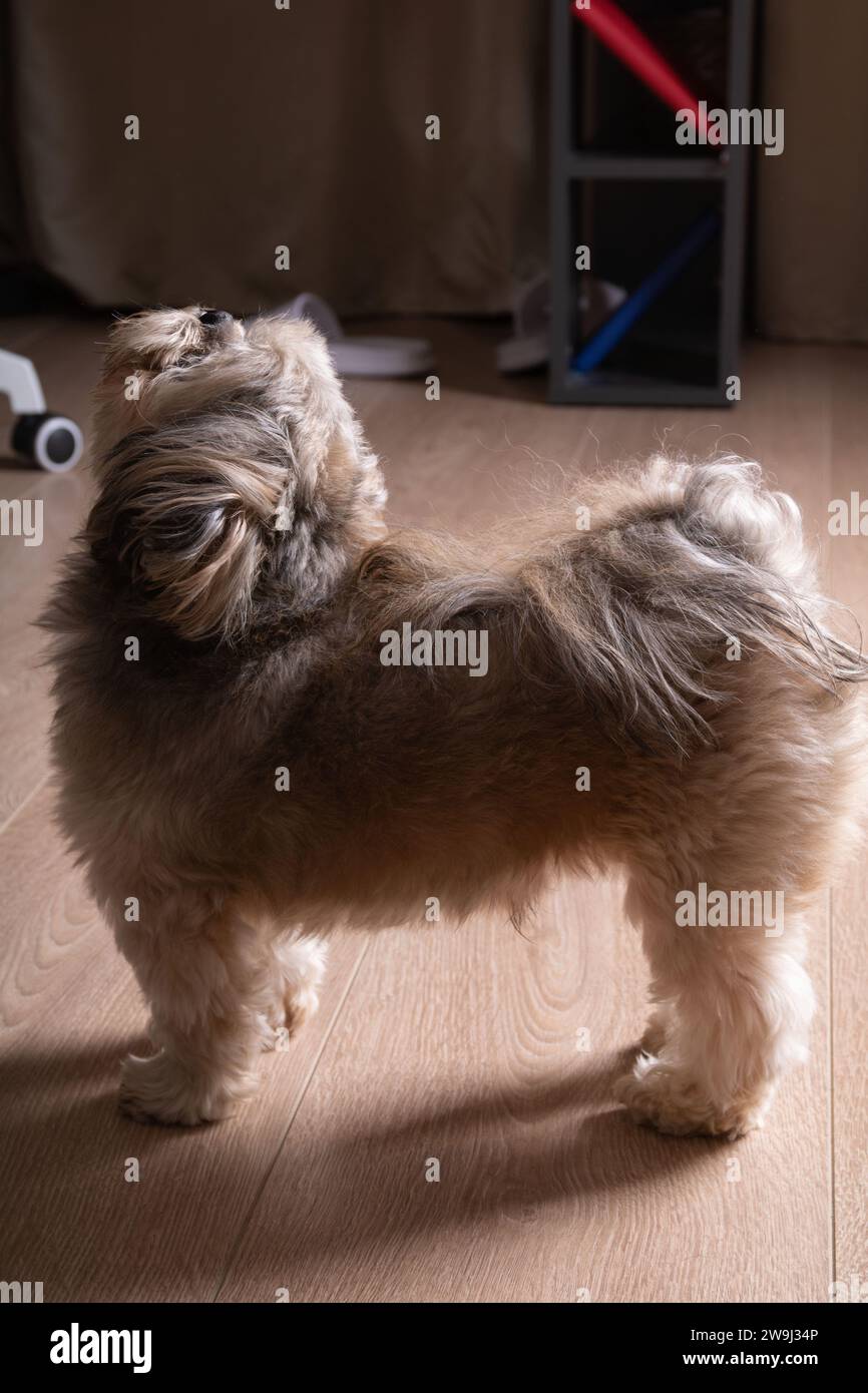 fotografia, cane, animale domestico, amico, giovane, piccolo, doggy, indoor, mammifero, pedigree, adorabile, dall'aspetto, casa, razza, shih tzu, cane di razza pura, Foto Stock